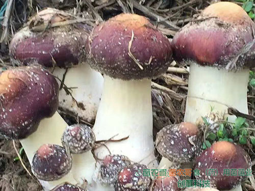 赤松茸栽培 赤松茸栽培